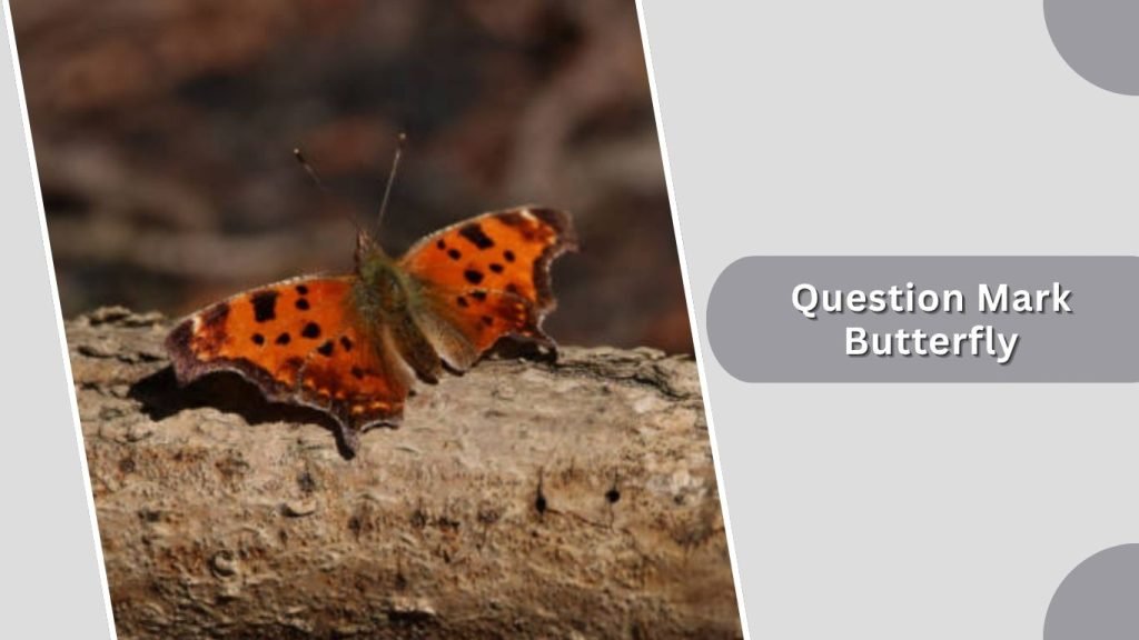 Question Mark Butterfly
