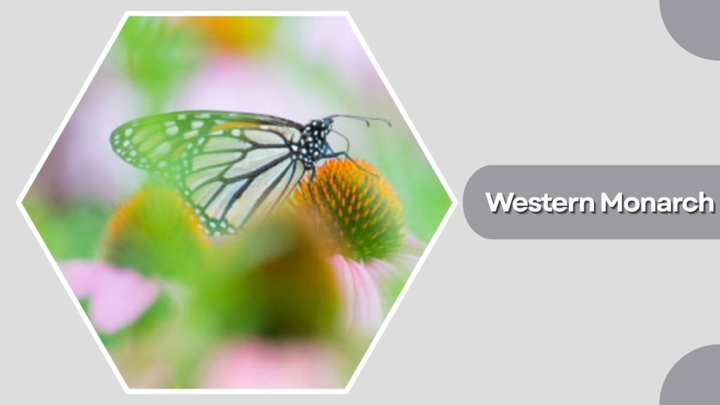 Western Monarch