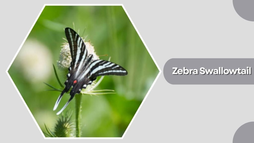 Zebra Swallowtail