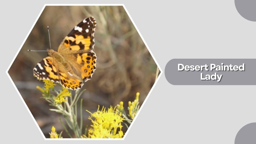  Desert Painted Lady