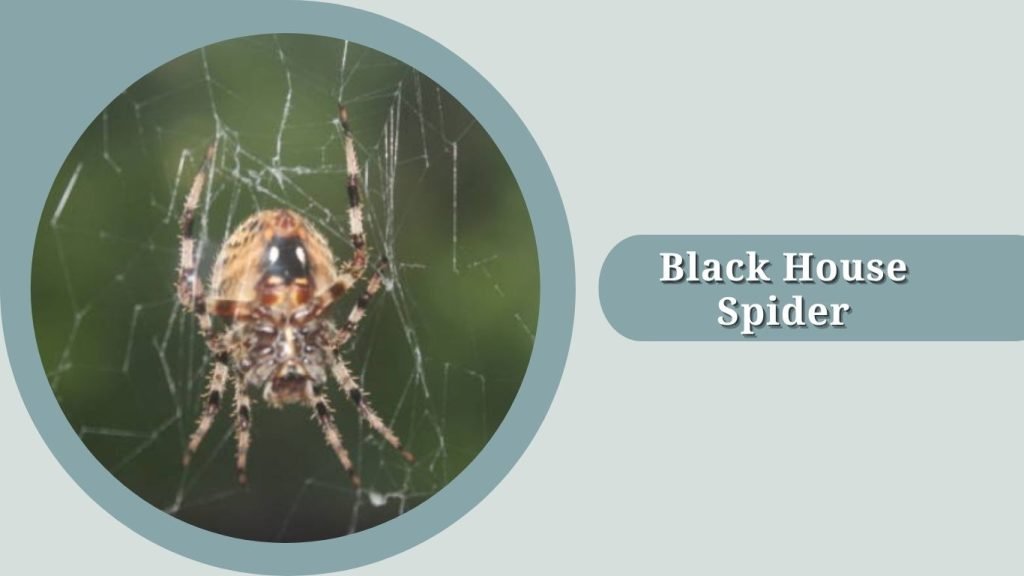 Black House Spider