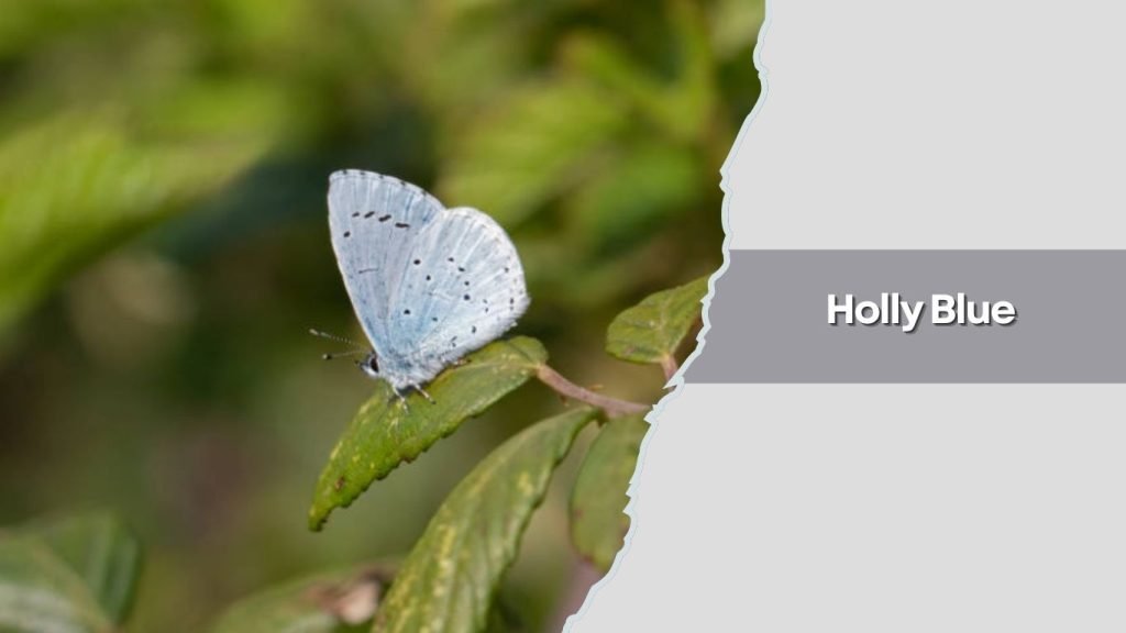Holly Blue