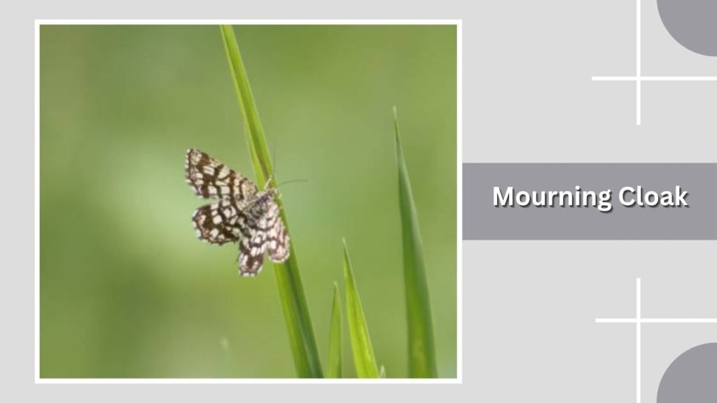 Mourning Cloak