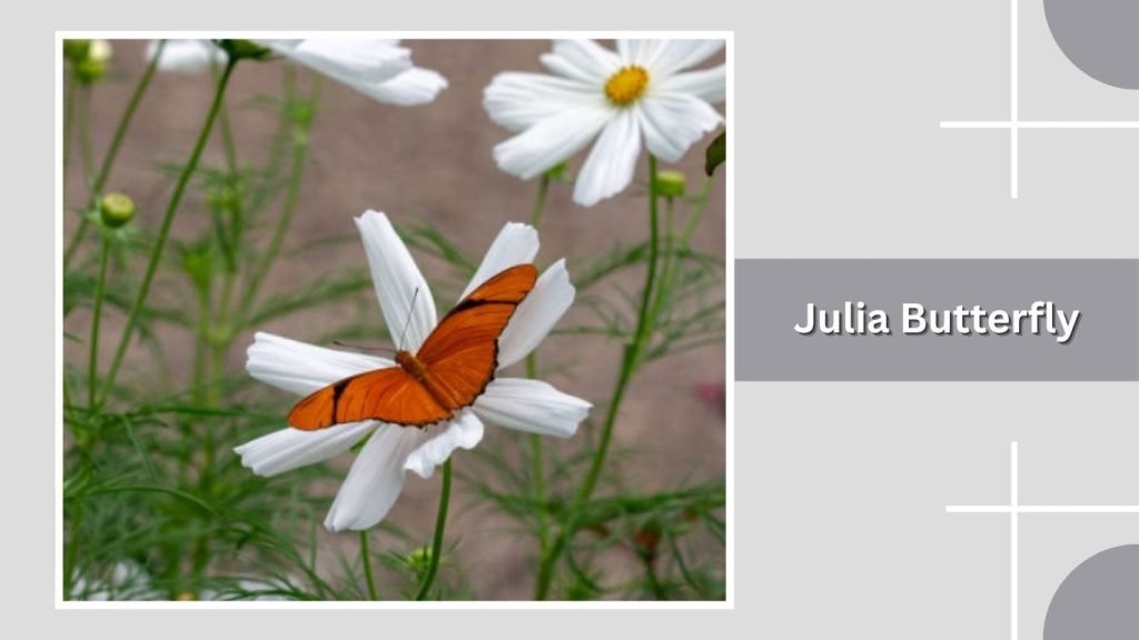  Julia Butterfly