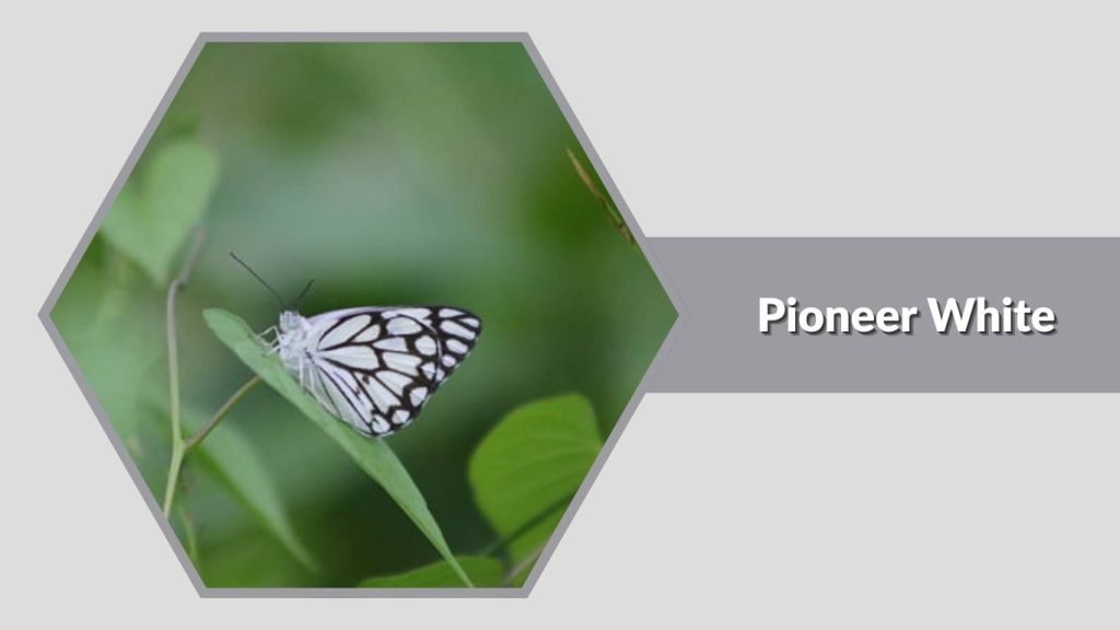  Pioneer White