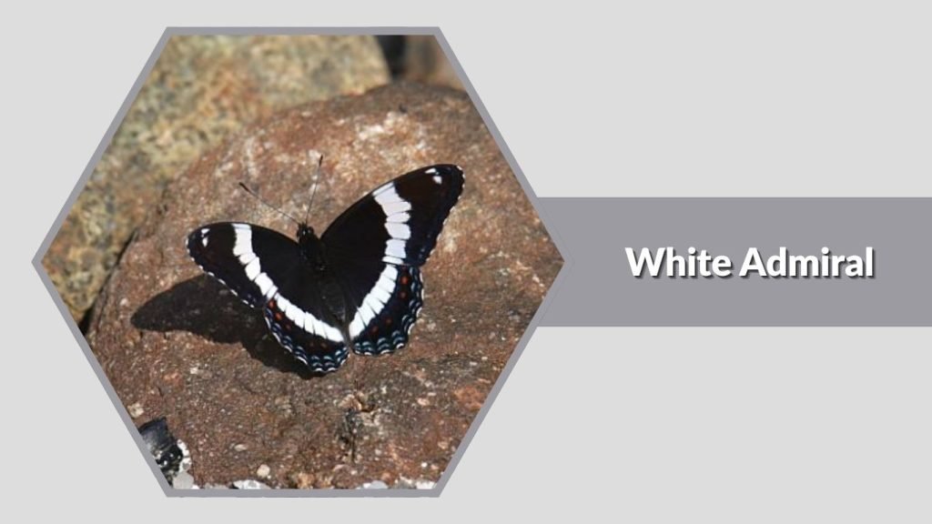 White Admiral