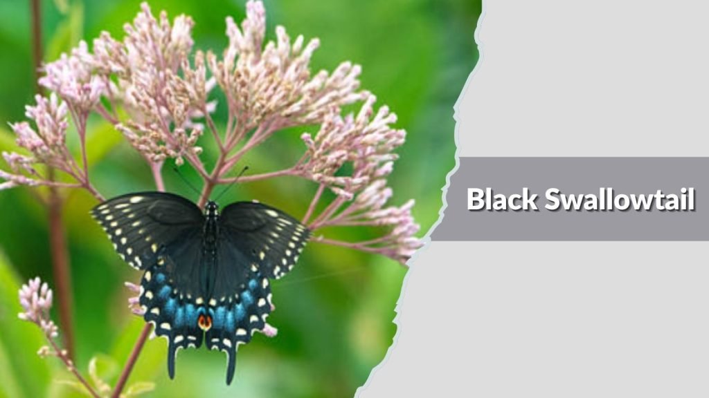 Black Swallowtail