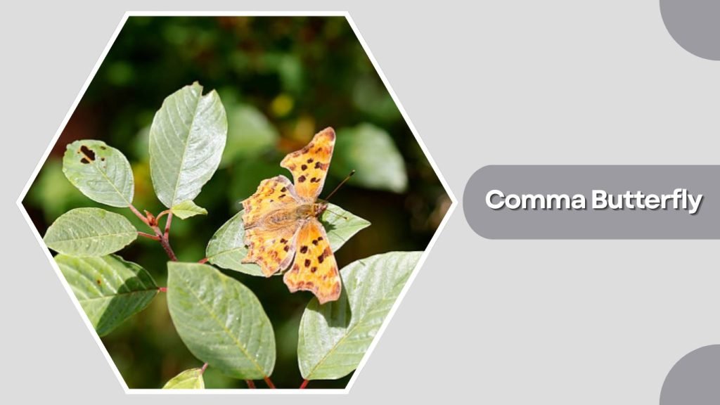 Comma Butterfly