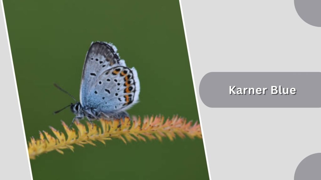 Karner Blue