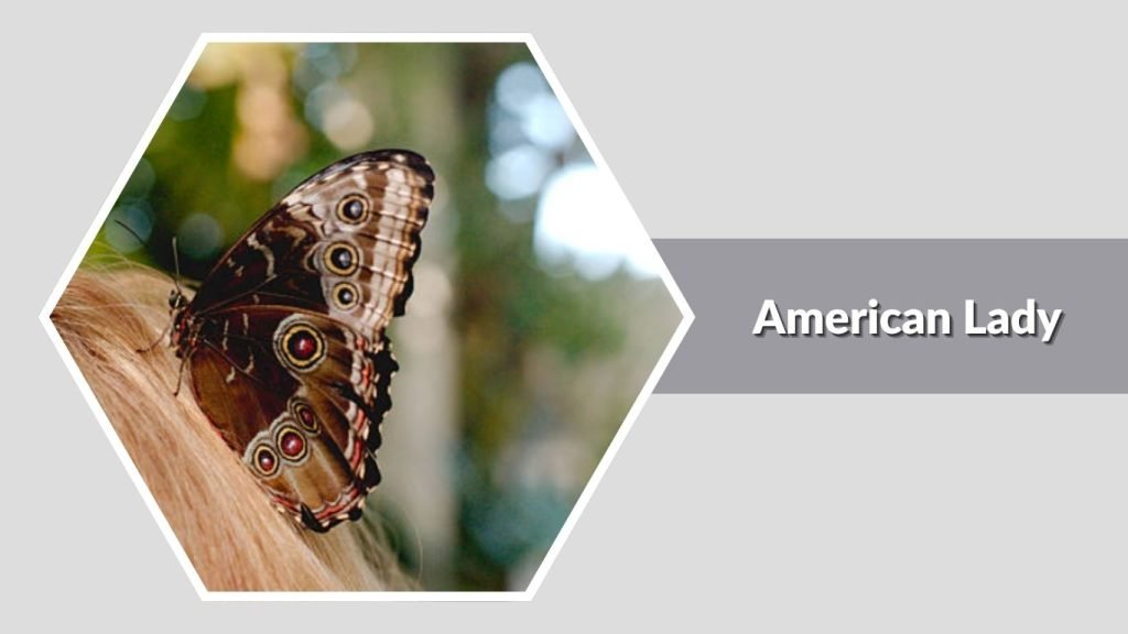 American Lady