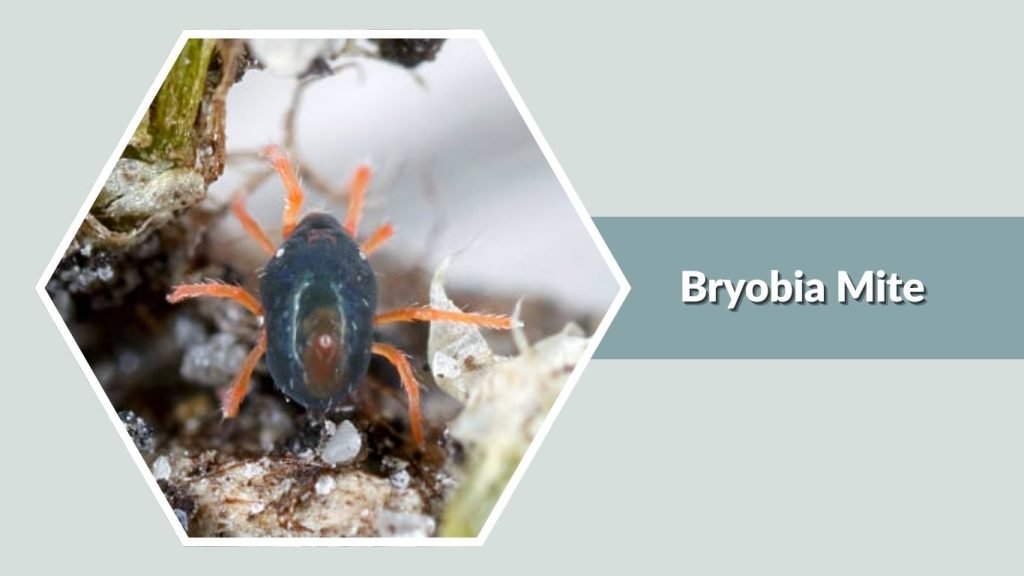 Bryobia Mite