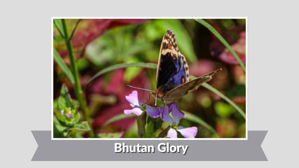 Bhutan Glory