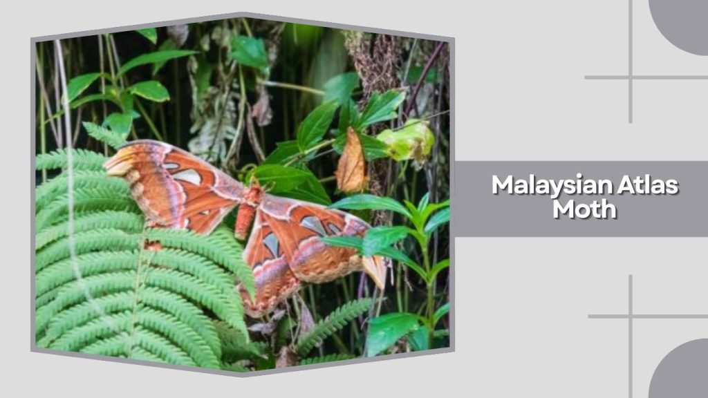 Malaysian Atlas Moth