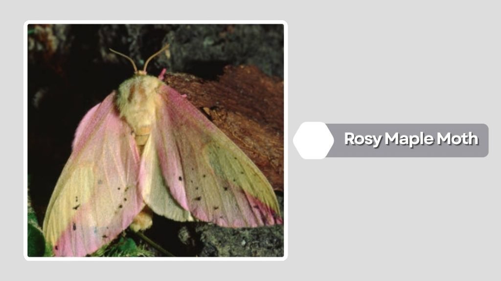 Rosy Maple Moth