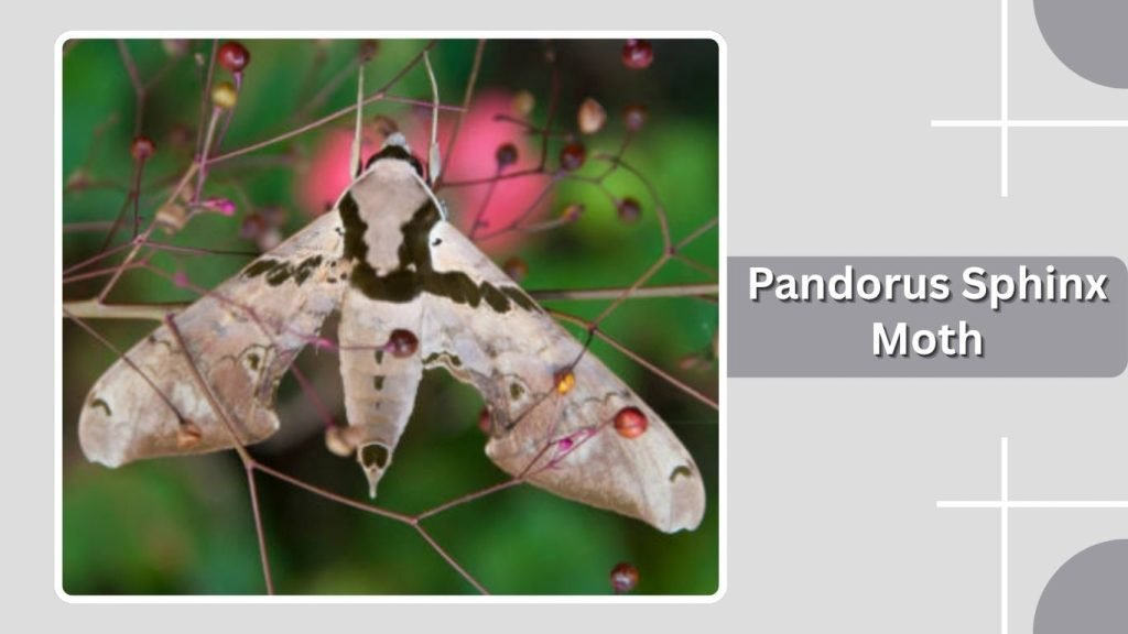 Pandorus Sphinx Moth