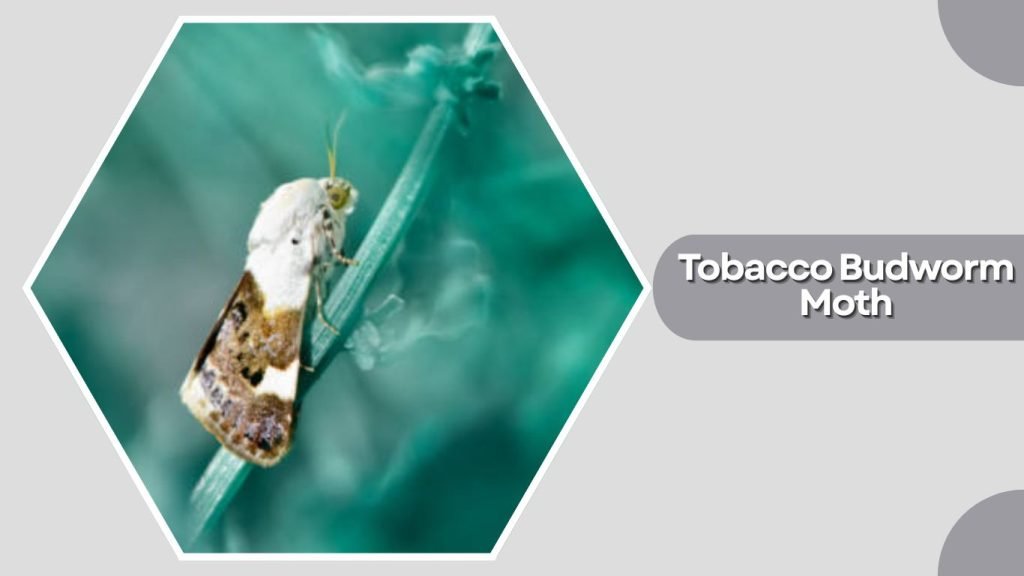 Tobacco Budworm Moth