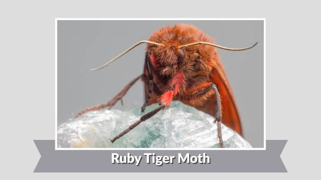 Ruby Tiger Moth
