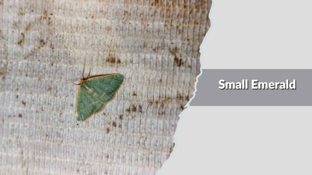 Small Emerald