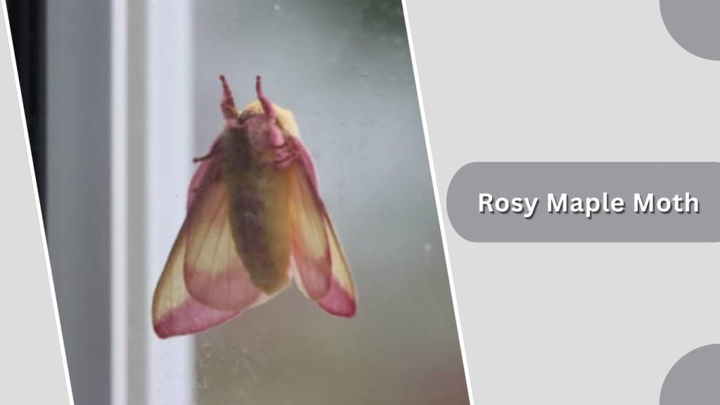Rosy Maple Moth