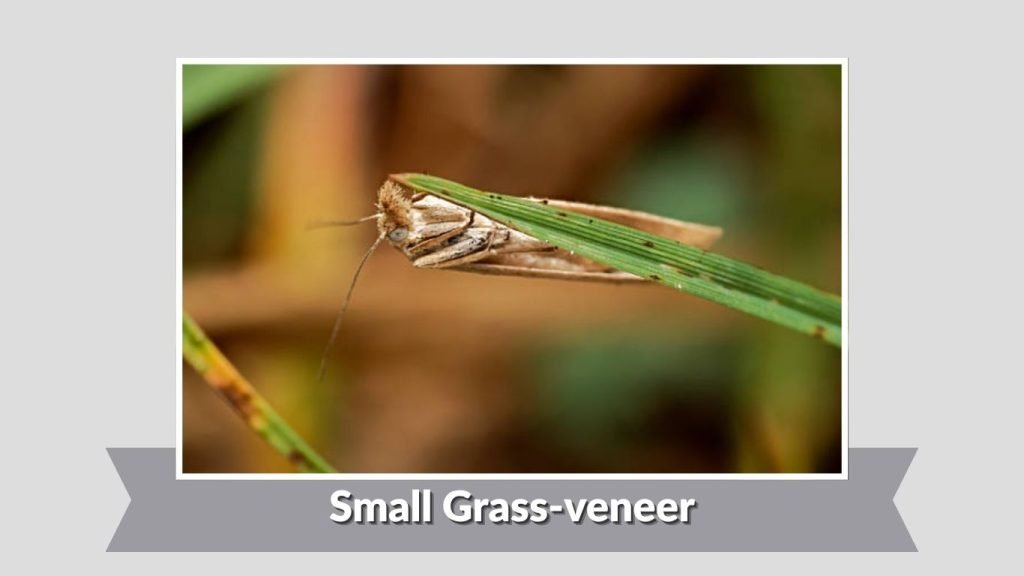 Small Grass-veneer