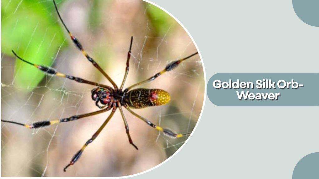 Golden Silk Orb-Weaver
