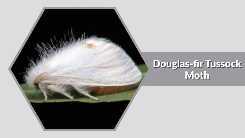 Douglas-fir Tussock Moth