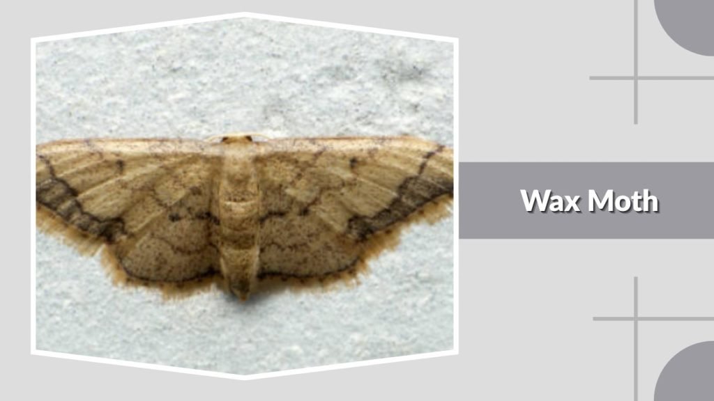Wax Moth