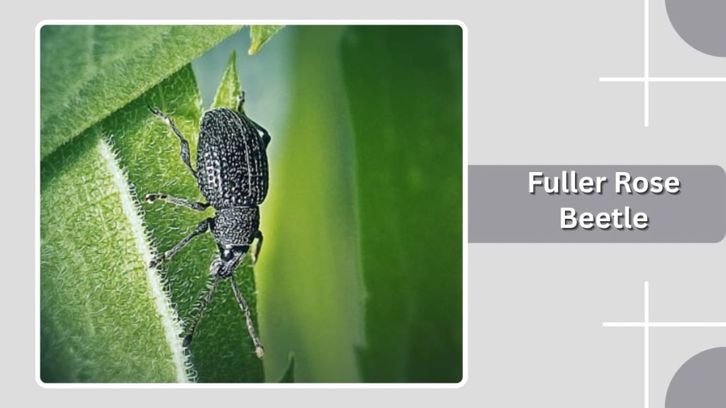Fuller Rose Beetle