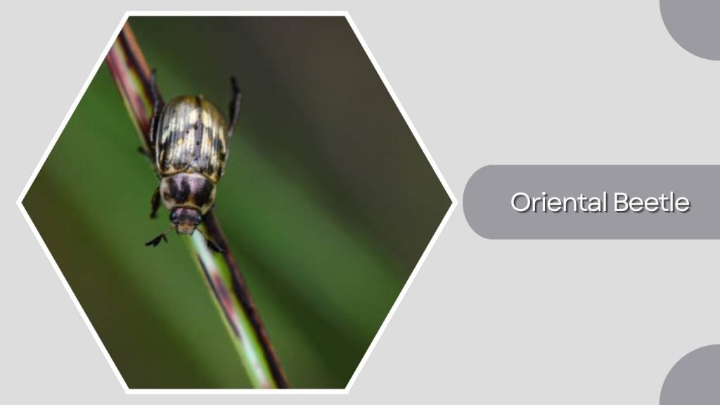 Oriental Beetle