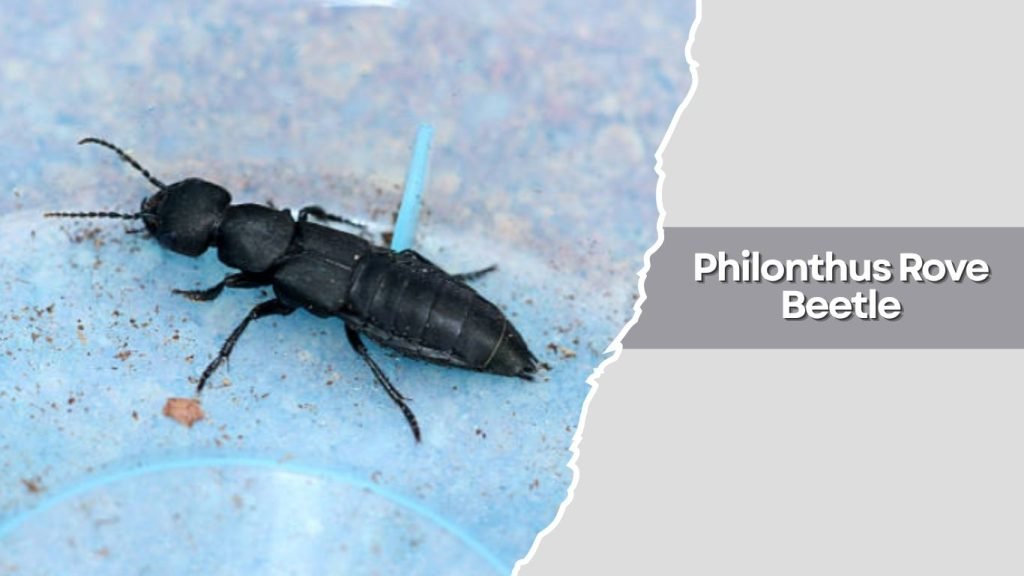 Philonthus Rove Beetle