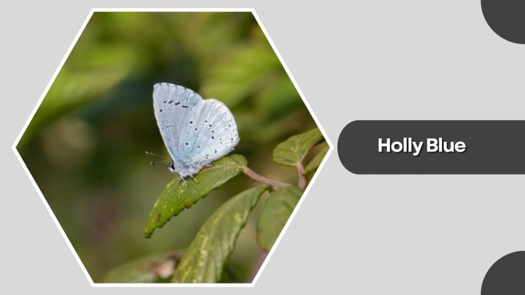  Holly Blue