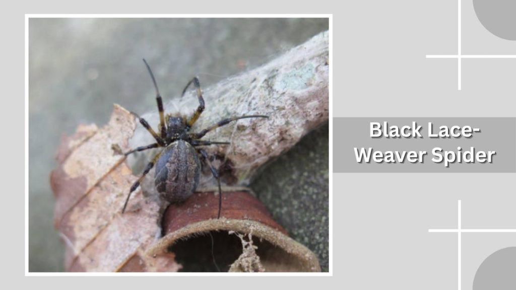  Black Lace-Weaver Spider