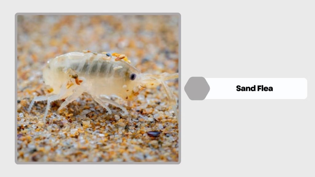 Sand Flea