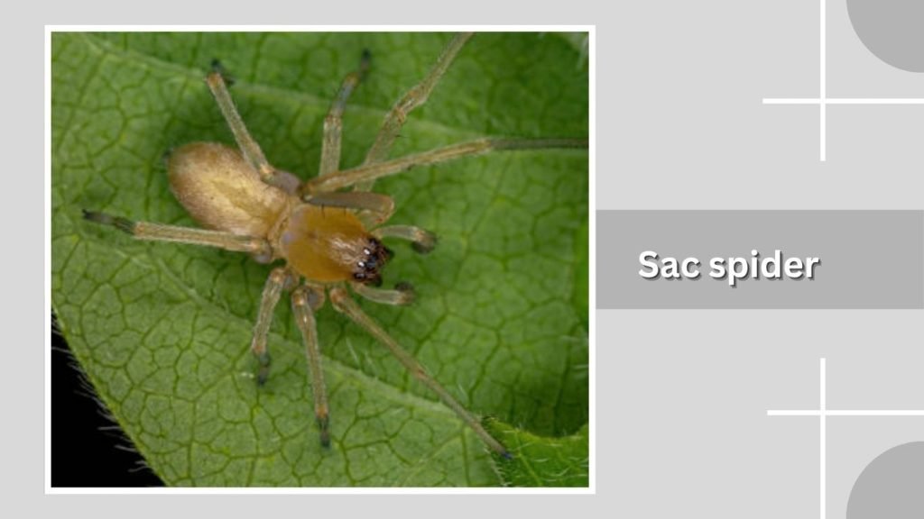 Sac spider