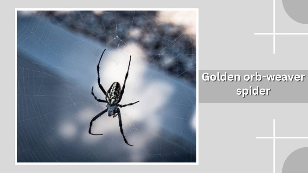 Golden orb-weaver spider