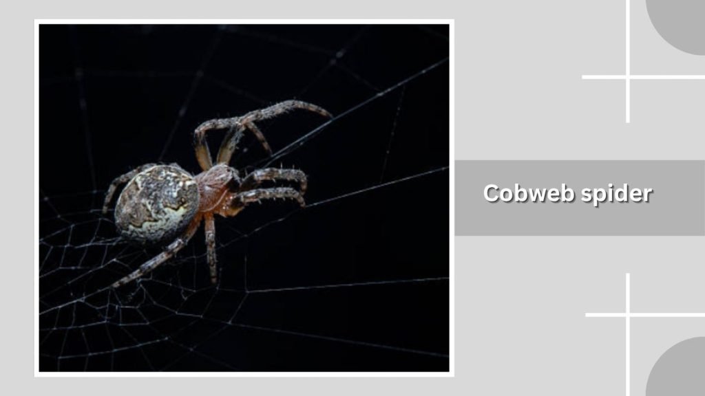 Cobweb spider