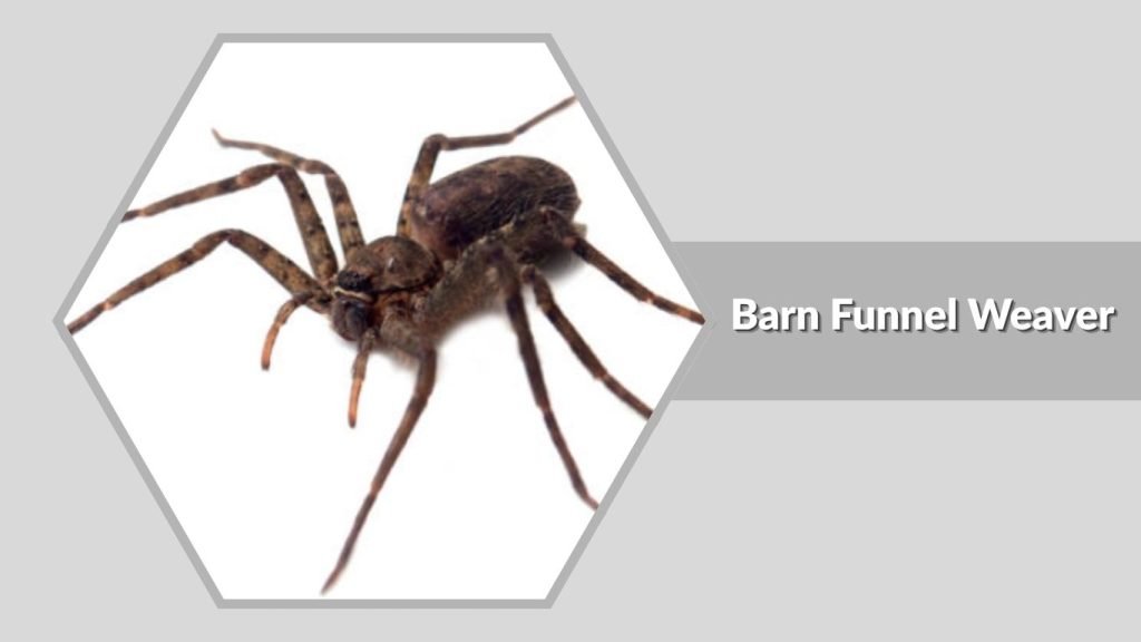 Barn Funnel Weaver