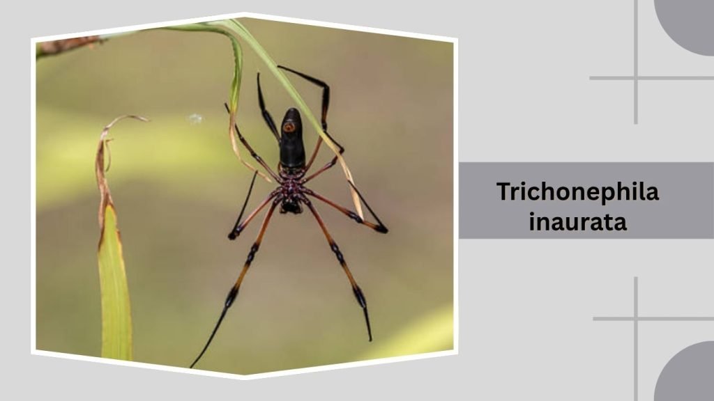 Trichonephila inaurata