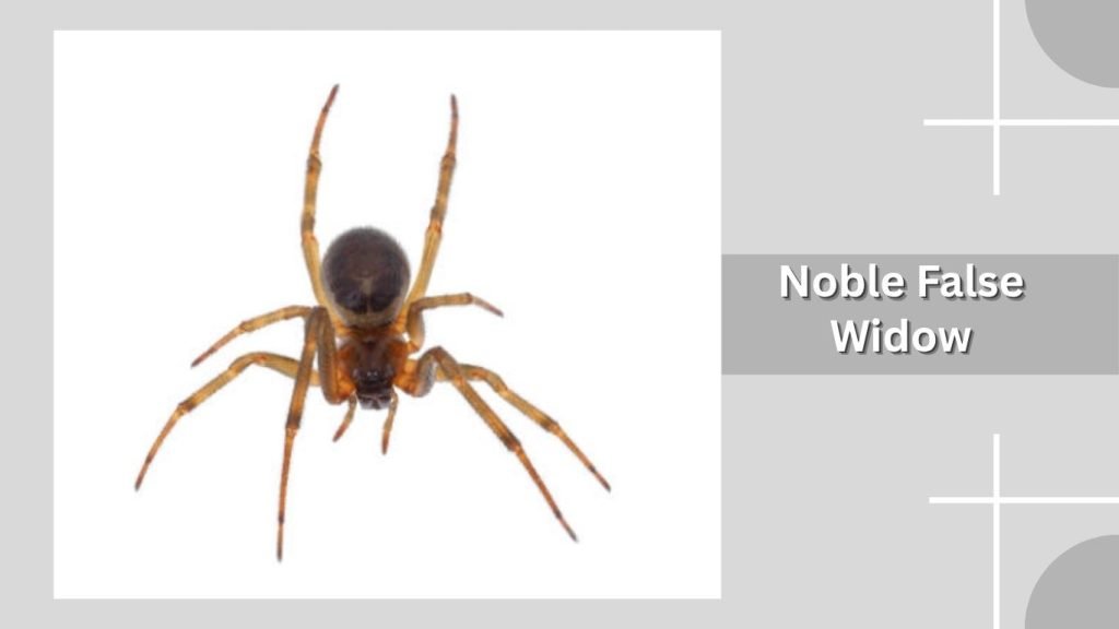  Noble False Widow