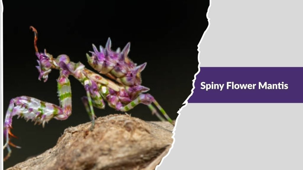 Spiny Flower Mantis