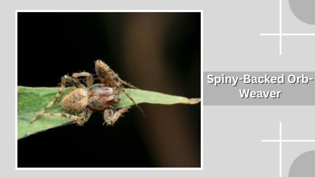  Spiny-Backed Orb-Weaver