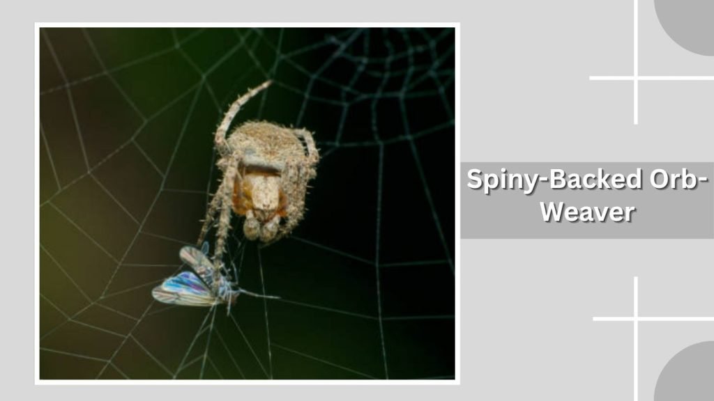  Spiny-Backed Orb-Weaver 