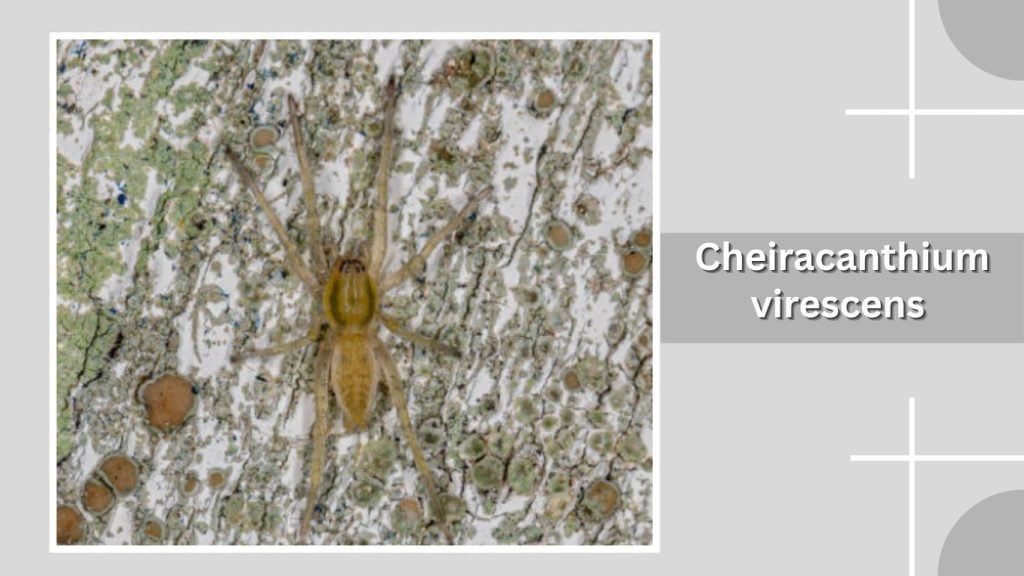 Cheiracanthium virescens