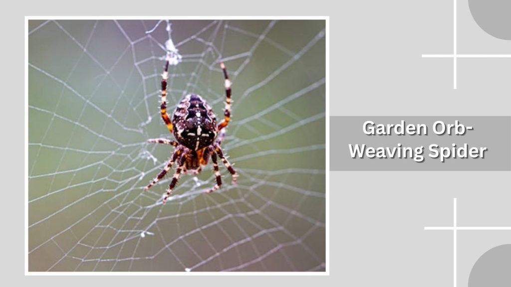 Garden Orb-Weaving Spider