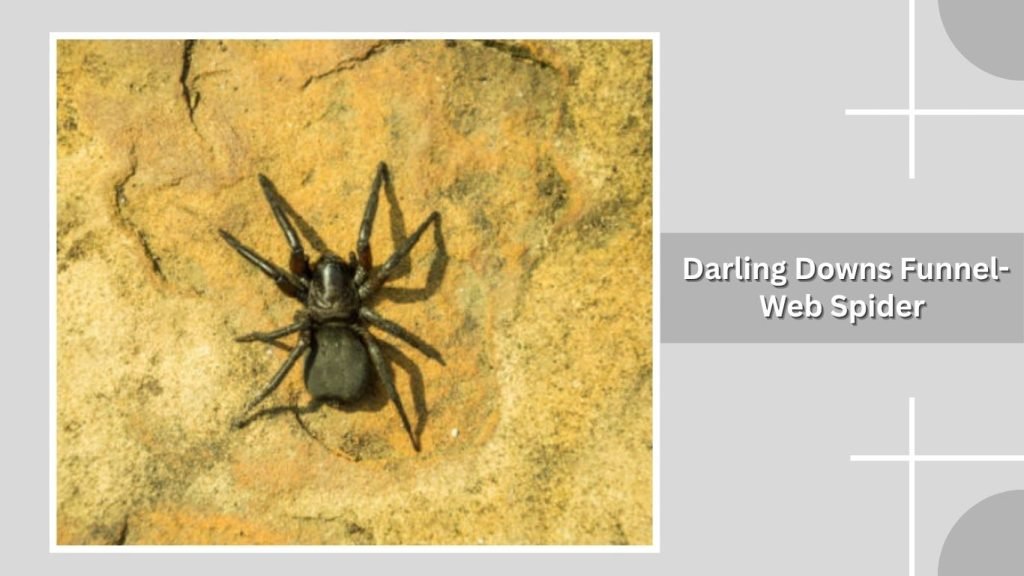 Darling Downs Funnel-Web Spider