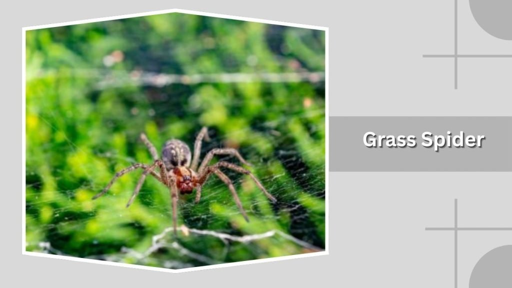 Grass Spider