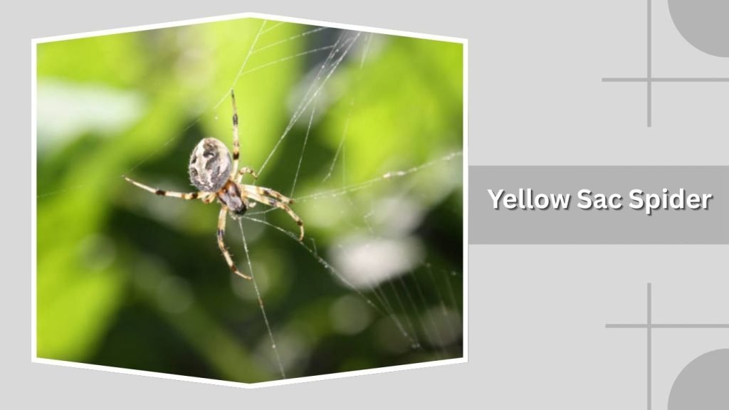  Yellow Sac Spider