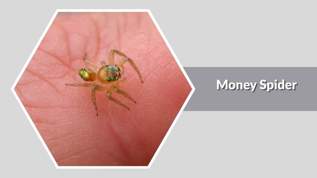 Money Spider