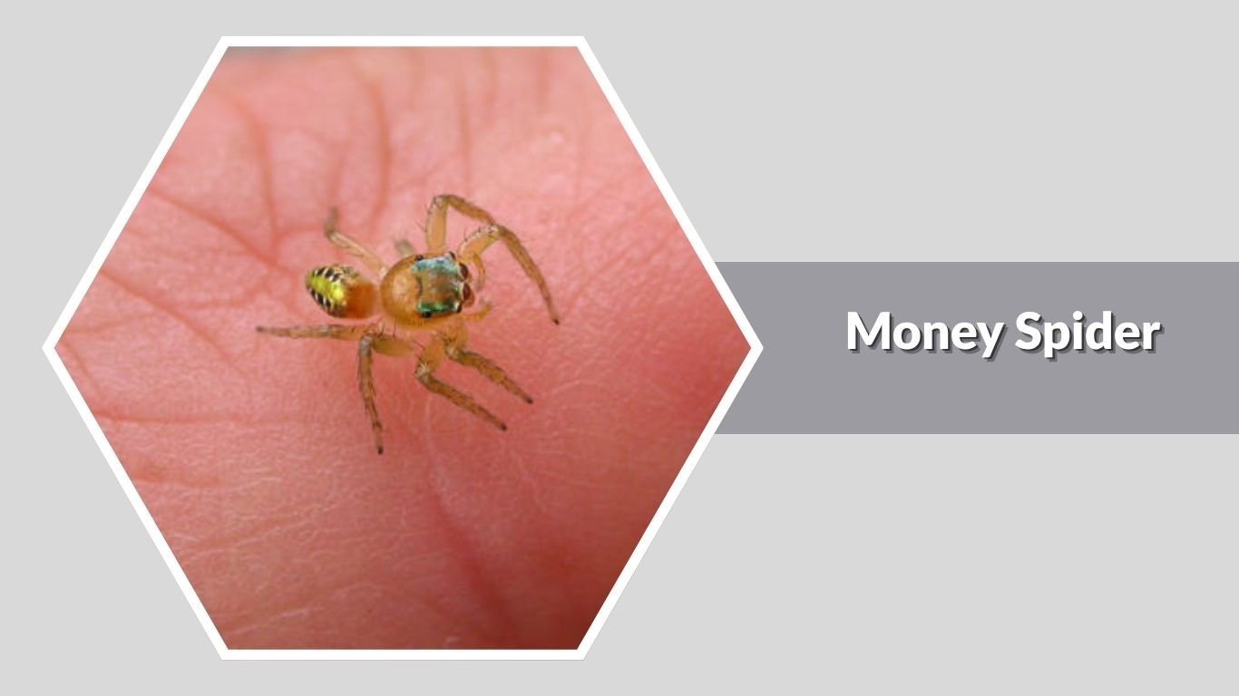 21 Types of Small Spiders: Identification with Picture