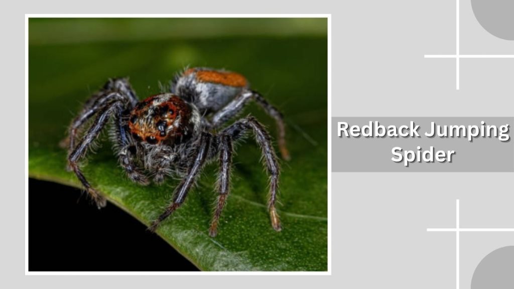  Redback Jumping Spider